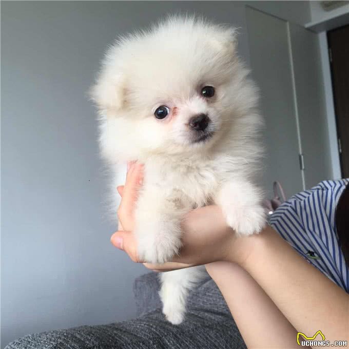 万万没想到，博美有6大缺点，依旧那么多人爱