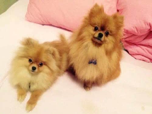 万万没想到，博美有6大缺点，依旧那么多人爱