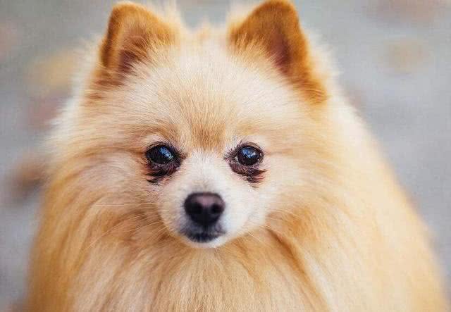 万万没想到，博美有6大缺点，依旧那么多人爱