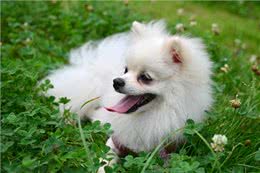 万万没想到，博美有6大缺点，依旧那么多人爱