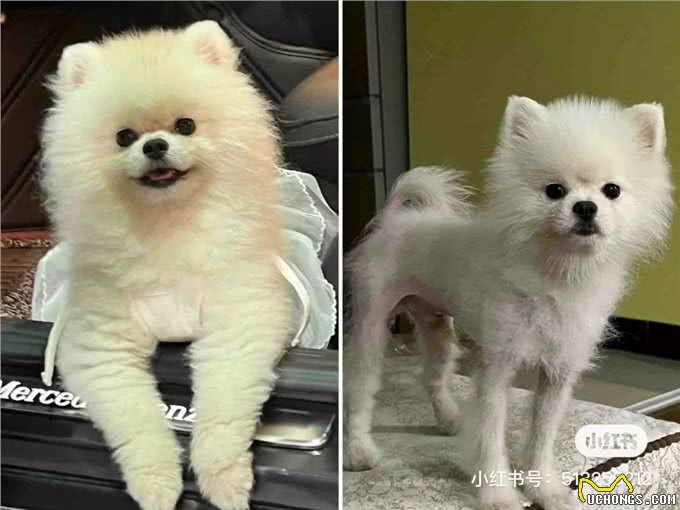 博美x脱毛症—狗狗皮肤病