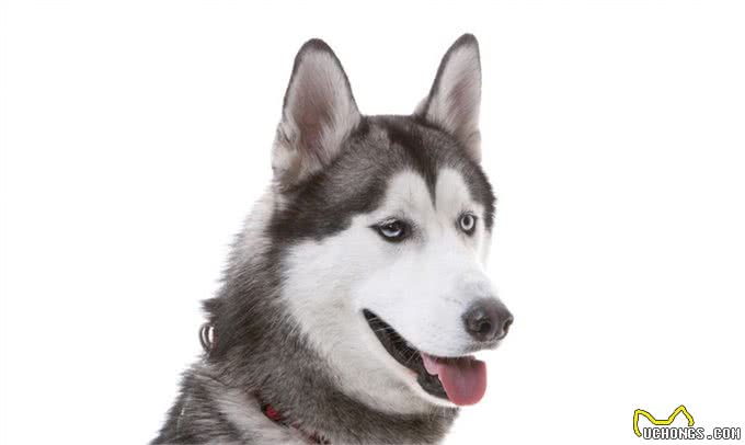 盘点那些长的像狼的狗，与狼关系最近的居然是这货