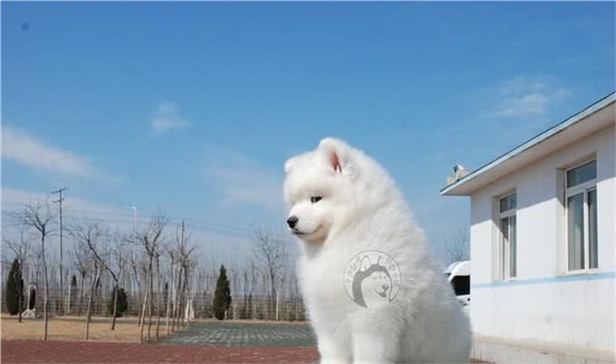 盘点那些长的像狼的狗，与狼关系最近的居然是这货