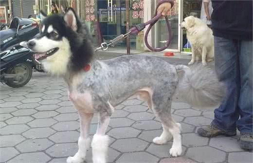 盘点那些长的像狼的狗，与狼关系最近的居然是这货