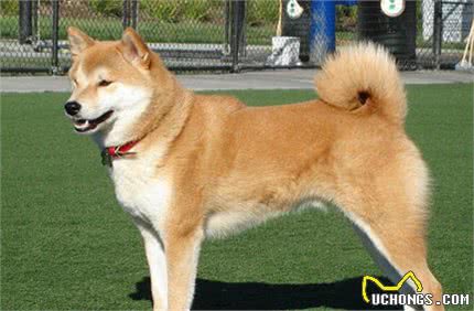 盘点那些长的像狼的狗，与狼关系最近的居然是这货