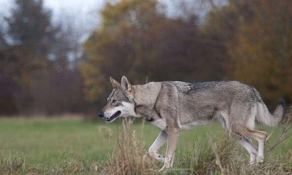 盘点那些长的像狼的狗，与狼关系最近的居然是这货