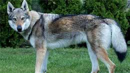 盘点那些长的像狼的狗，与狼关系最近的居然是这货