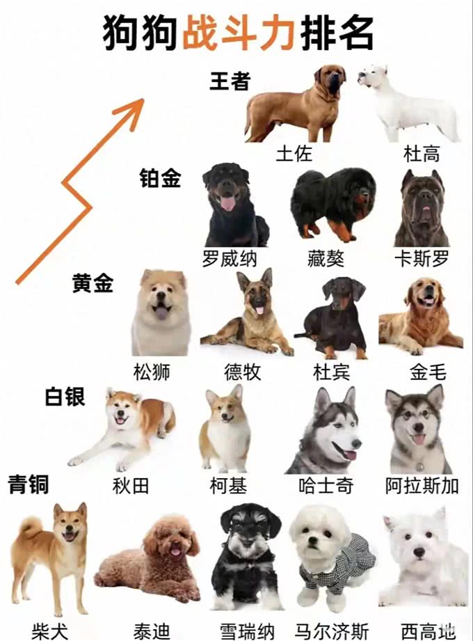揭开狗狗的战斗秘密:谁才是真正的犬界王者?