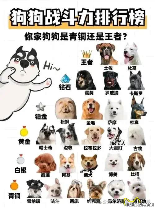 揭开狗狗的战斗秘密:谁才是真正的犬界王者?