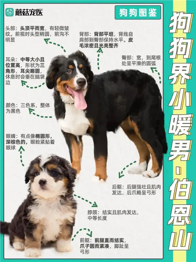 揭开狗狗的战斗秘密:谁才是真正的犬界王者?