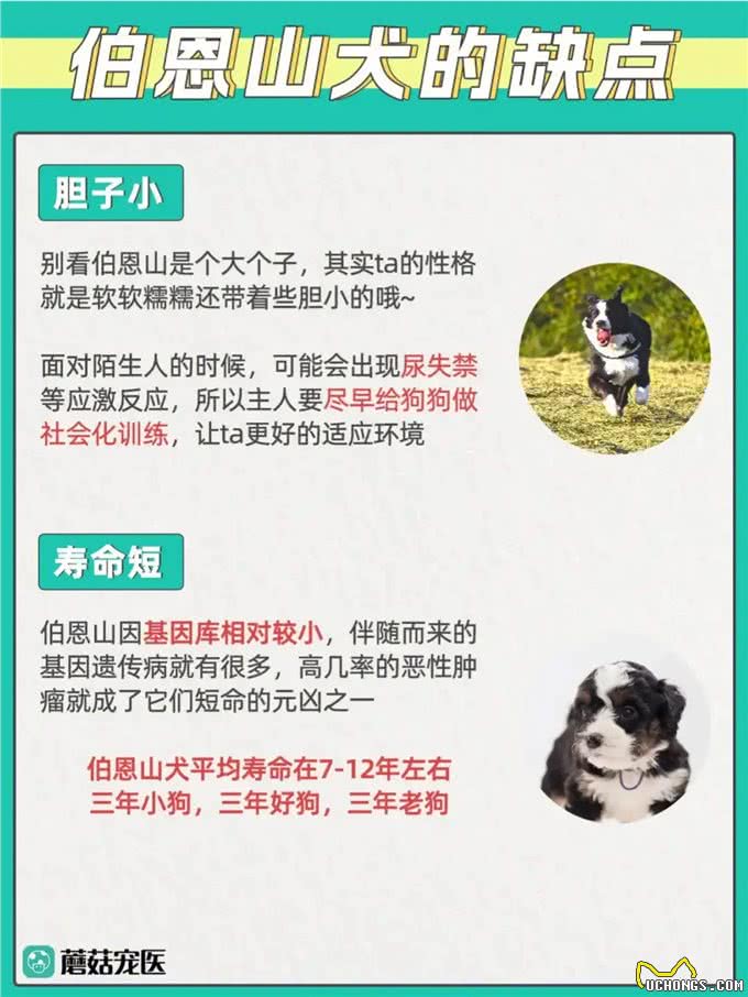 揭开狗狗的战斗秘密:谁才是真正的犬界王者?