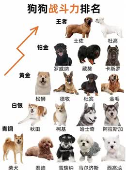 揭开狗狗的战斗秘密:谁才是真正的犬界王者?