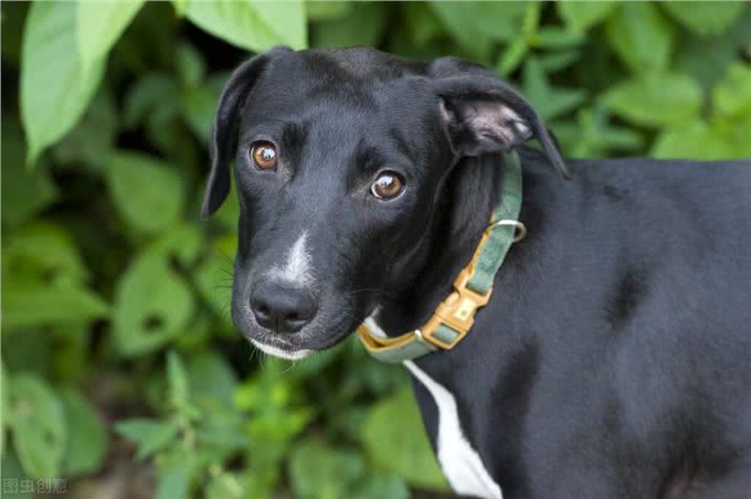 狗狗吃土缺什么