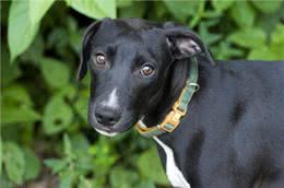 狗狗吃土缺什么