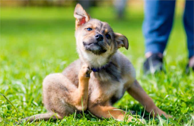 狗狗身上有癣怎么办偏方