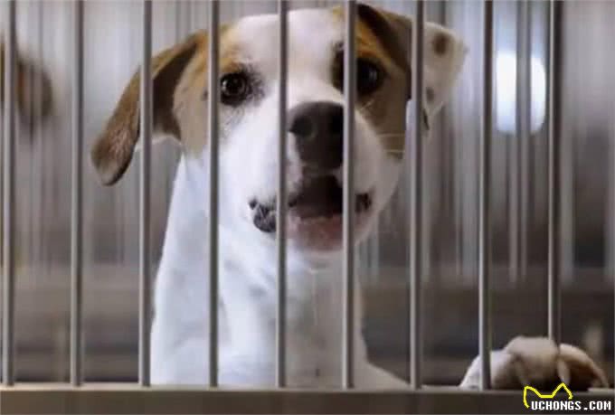 狗狗身上有癣怎么办偏方