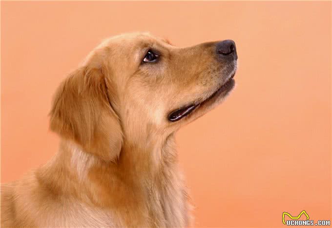 宠物小知识，狗狗的五种易患疾病，你知道怎么预防吗?