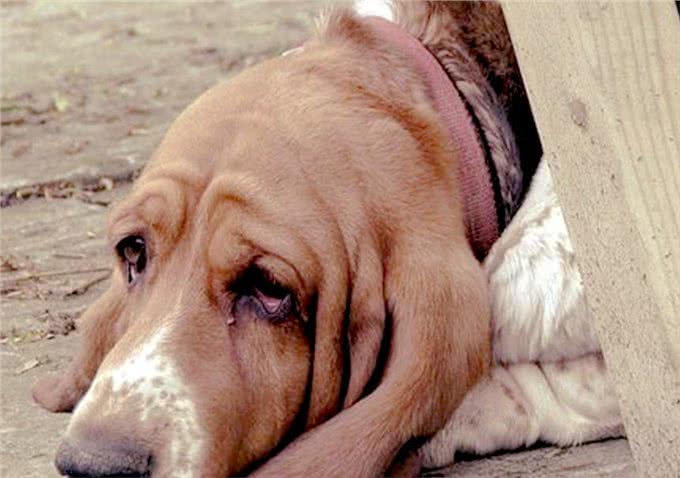 宠物小知识，狗狗的五种易患疾病，你知道怎么预防吗?