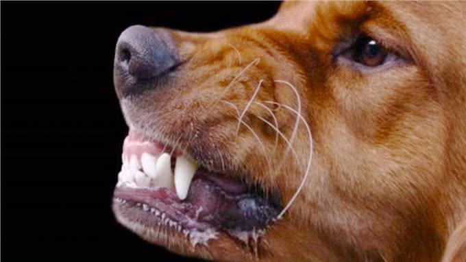 宠物小知识，狗狗的五种易患疾病，你知道怎么预防吗?