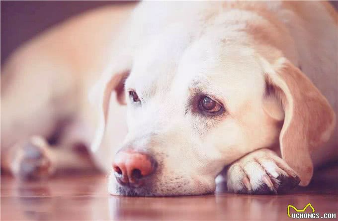 宠物小知识，狗狗的五种易患疾病，你知道怎么预防吗?