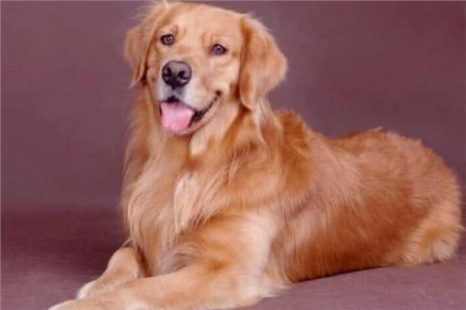 宠物小知识，狗狗的五种易患疾病，你知道怎么预防吗?