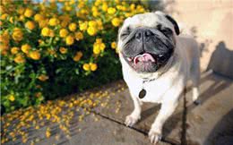 宠物小知识，狗狗的五种易患疾病，你知道怎么预防吗?