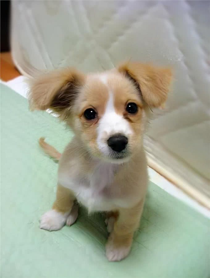 狗狗为了自己的毛发，究竟可以有多拼?看完之后绝对大跌眼镜