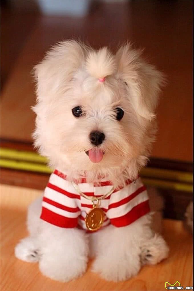 狗狗为了自己的毛发，究竟可以有多拼?看完之后绝对大跌眼镜