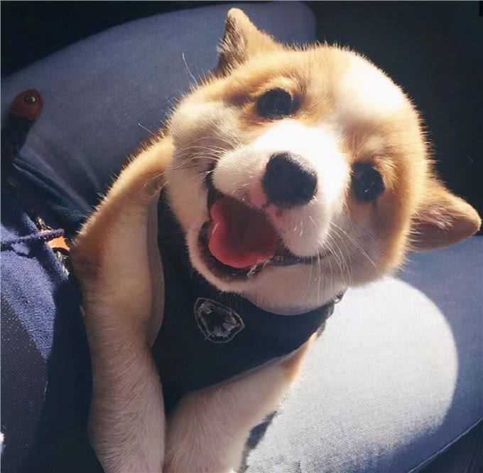 狗狗为了自己的毛发，究竟可以有多拼?看完之后绝对大跌眼镜