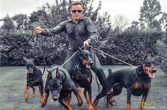 杜宾犬为什么被禁养了?原因无非是这几点