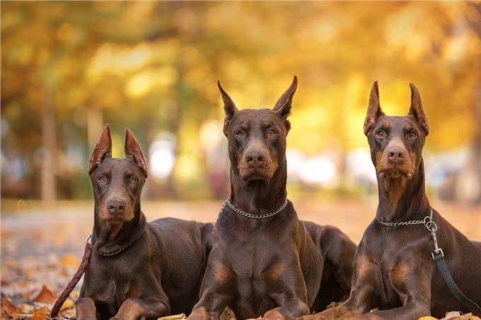 杜宾犬为什么被禁养了?原因无非是这几点