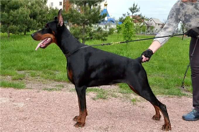 杜宾犬为什么被禁养了?原因无非是这几点