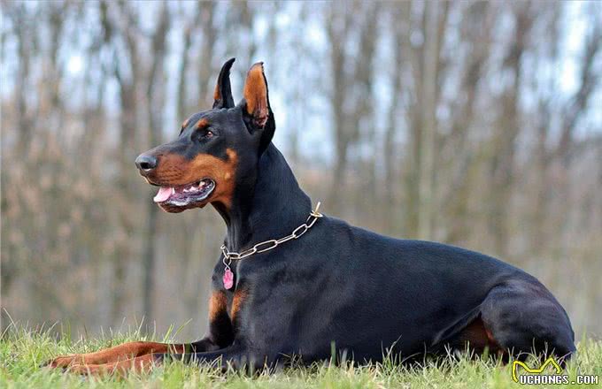 杜宾犬为什么被禁养了?原因无非是这几点