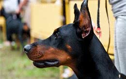 杜宾犬为什么被禁养了?原因无非是这几点