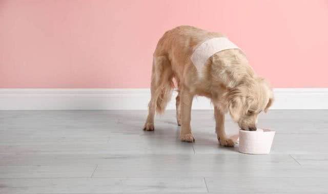 怎么训练狗狗定点尿尿，狗狗不能惯