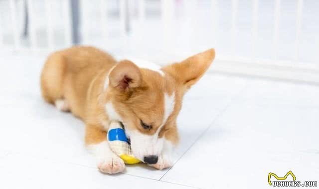 怎么训练狗狗定点尿尿，狗狗不能惯