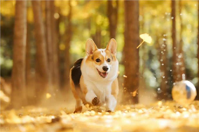 狗狗走失7年突然回家，蜷缩在门口的模样让主人泪奔:它还记得