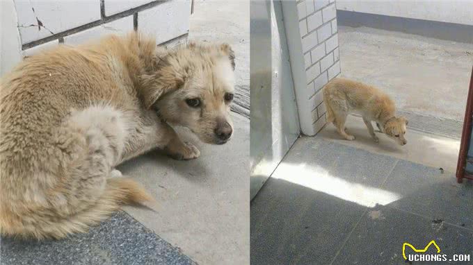狗狗走失7年突然回家，蜷缩在门口的模样让主人泪奔:它还记得