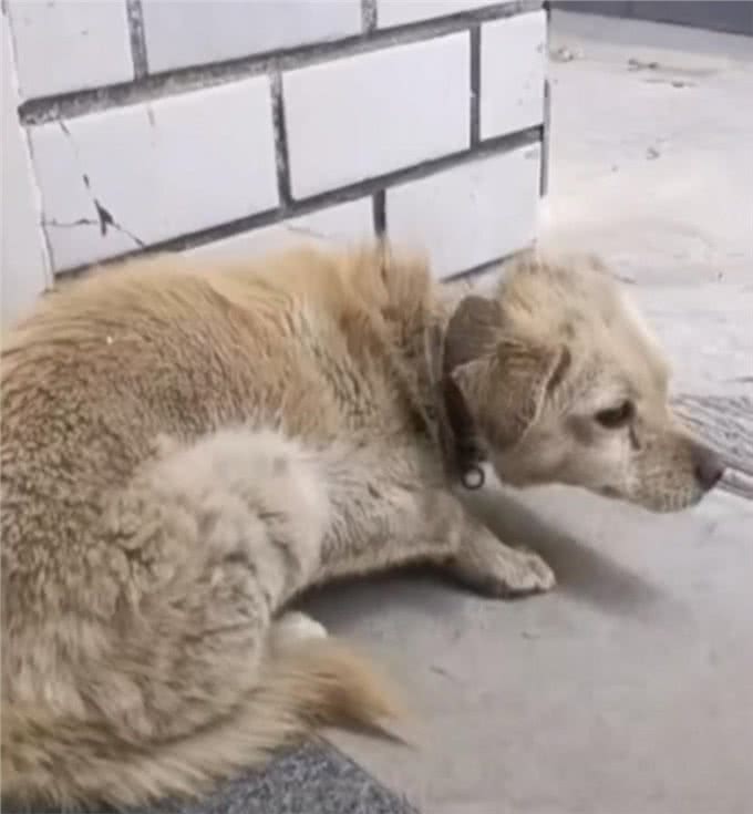 狗狗走失7年突然回家，蜷缩在门口的模样让主人泪奔:它还记得