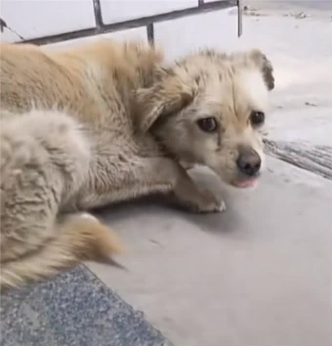 狗狗走失7年突然回家，蜷缩在门口的模样让主人泪奔:它还记得