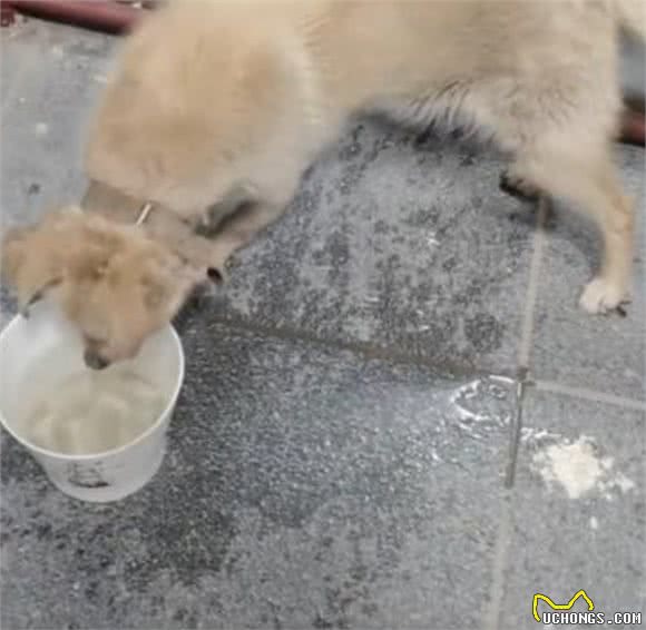 狗狗走失7年突然回家，蜷缩在门口的模样让主人泪奔:它还记得