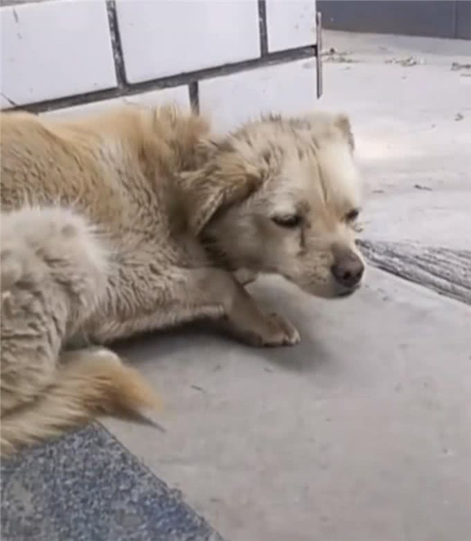 狗狗走失7年突然回家，蜷缩在门口的模样让主人泪奔:它还记得