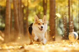 狗狗走失7年突然回家，蜷缩在门口的模样让主人泪奔:它还记得