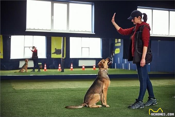 狗狗无作业训练:开启智慧之门的金钥匙!