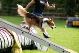 狗狗无作业训练:开启智慧之门的金钥匙!