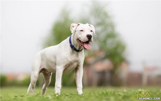 我就是我，趣谈世界名犬，你知道它吗（完结篇）