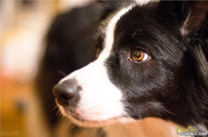 我就是我，趣谈世界名犬，你知道它吗（完结篇）