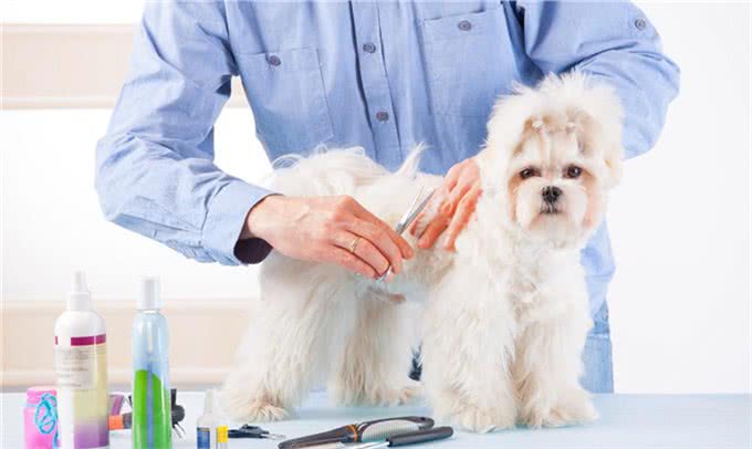 宠物狗梳毛工具的详细用法