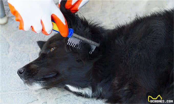 宠物狗梳毛工具的详细用法
