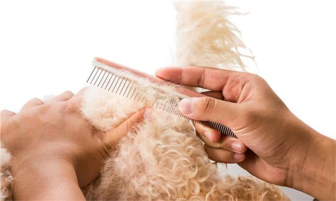 宠物狗梳毛工具的详细用法